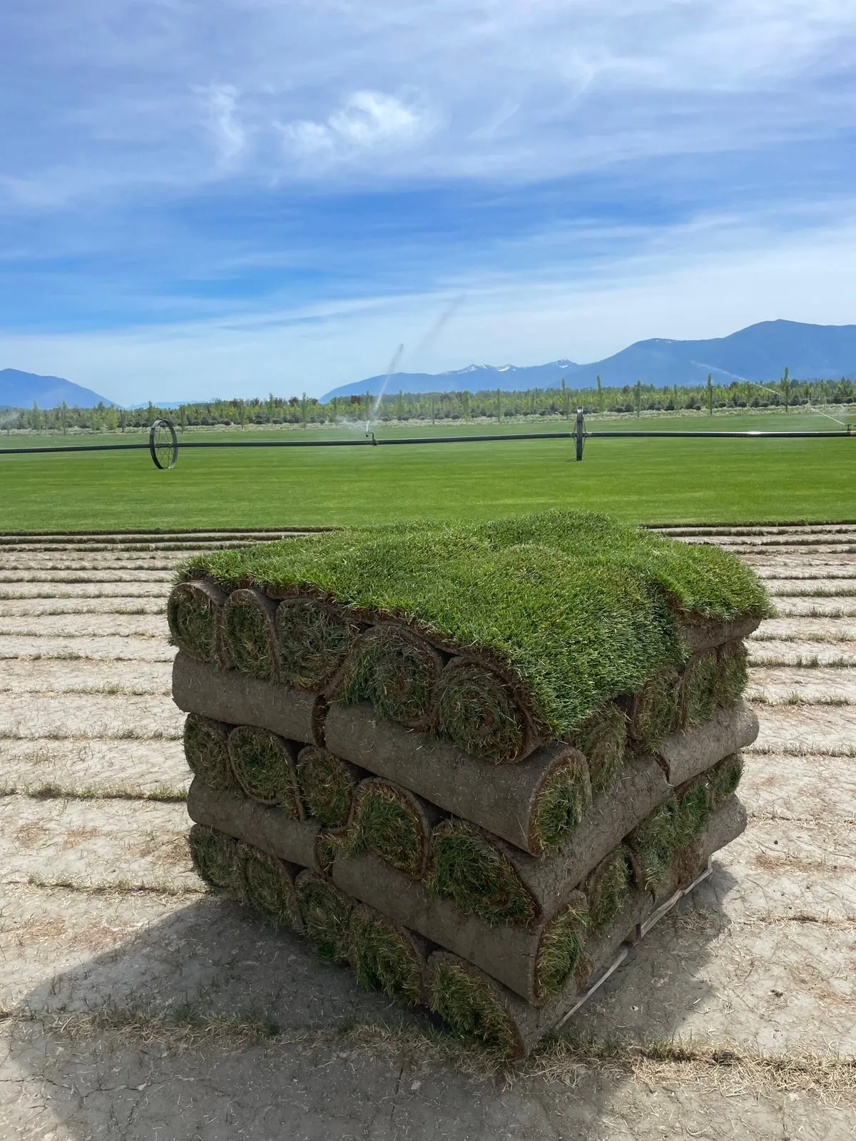 Close-up of premium Kentucky bluegrass texture