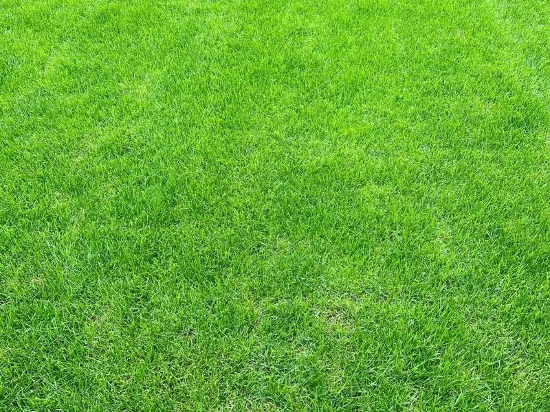 Freshly cut sod rolls ready for pickup