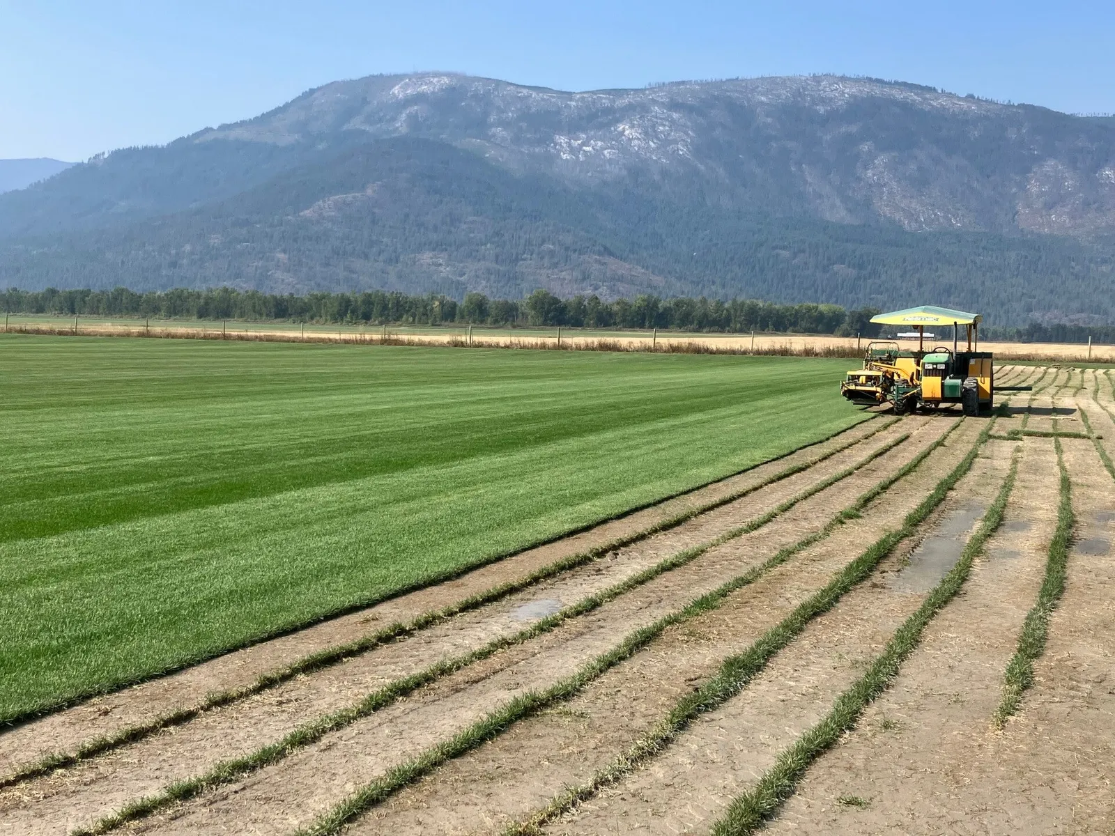 Healthy established Kentucky bluegrass lawn grown from Kootenay Turf sod